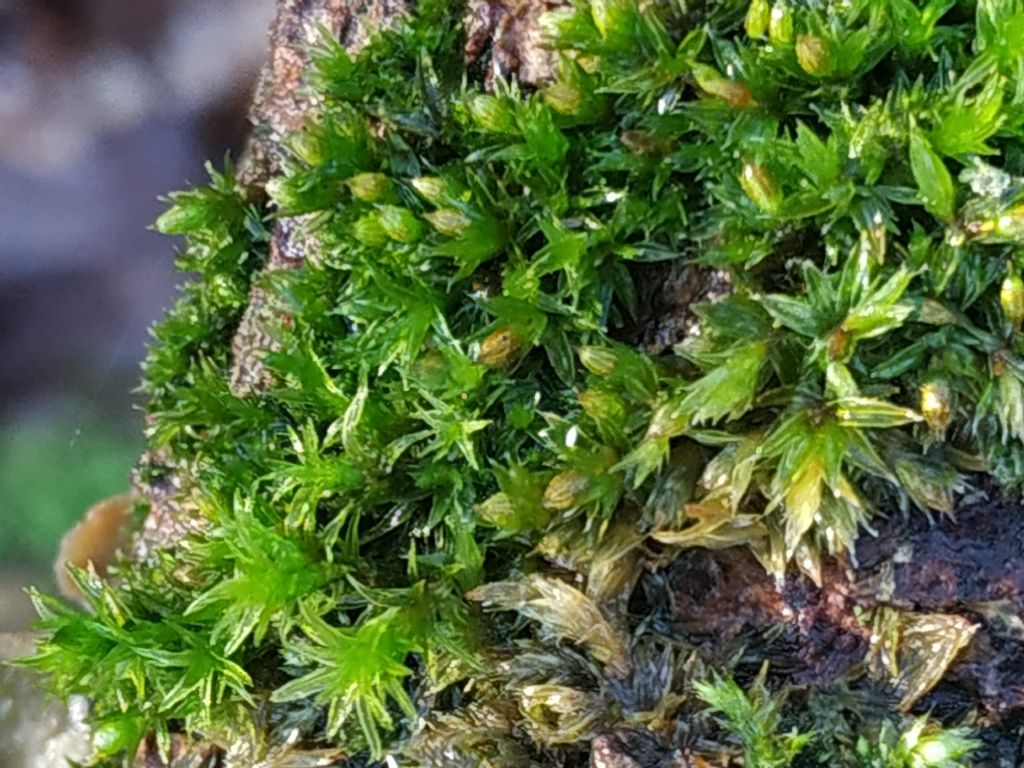 Muschio da determinare:  Orthotrichum sp.