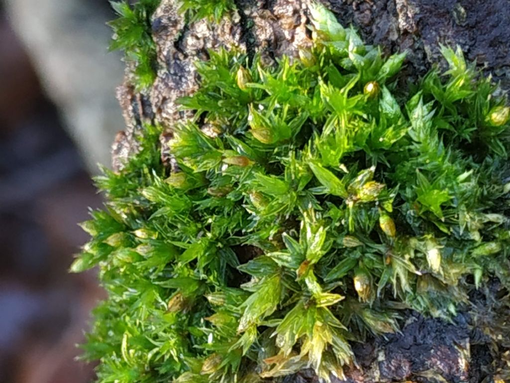 Muschio da determinare:  Orthotrichum sp.