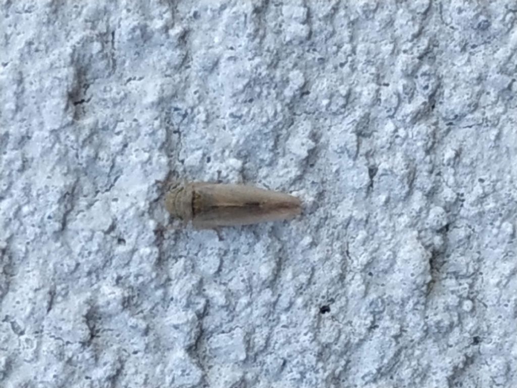 Cicadellidae da determinare