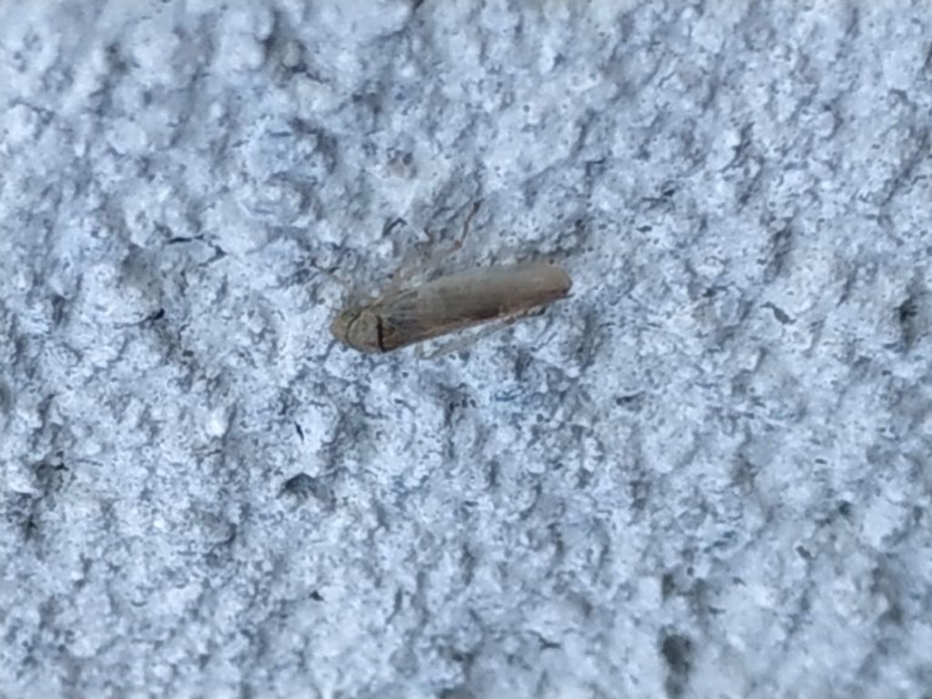 Cicadellidae da determinare