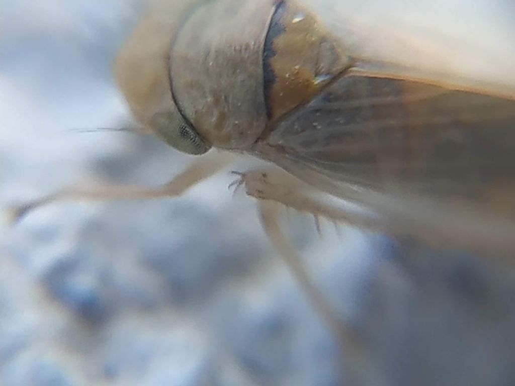 Cicadellidae da determinare