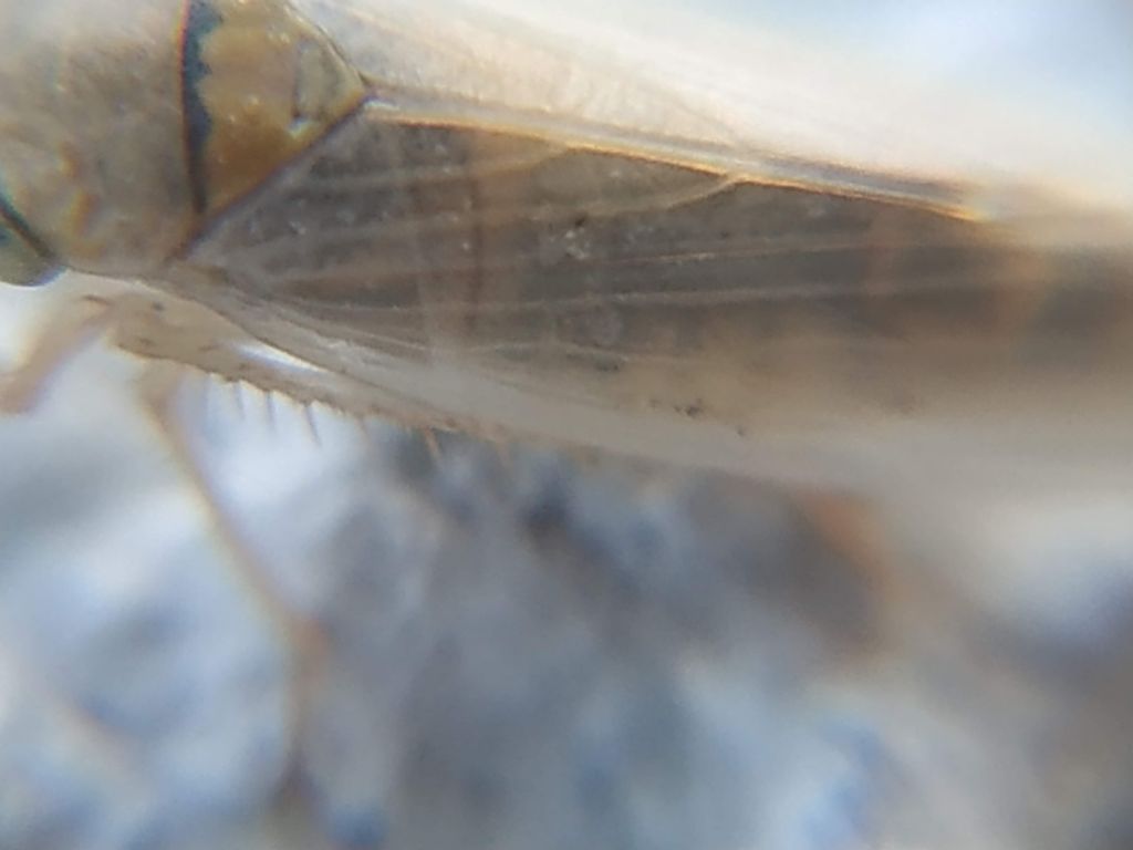 Cicadellidae da determinare