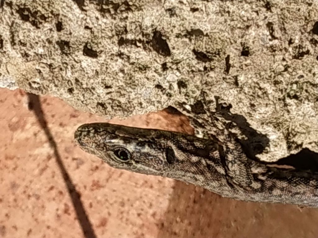 Podarcis?  S, Podarcis muralis maculiventris