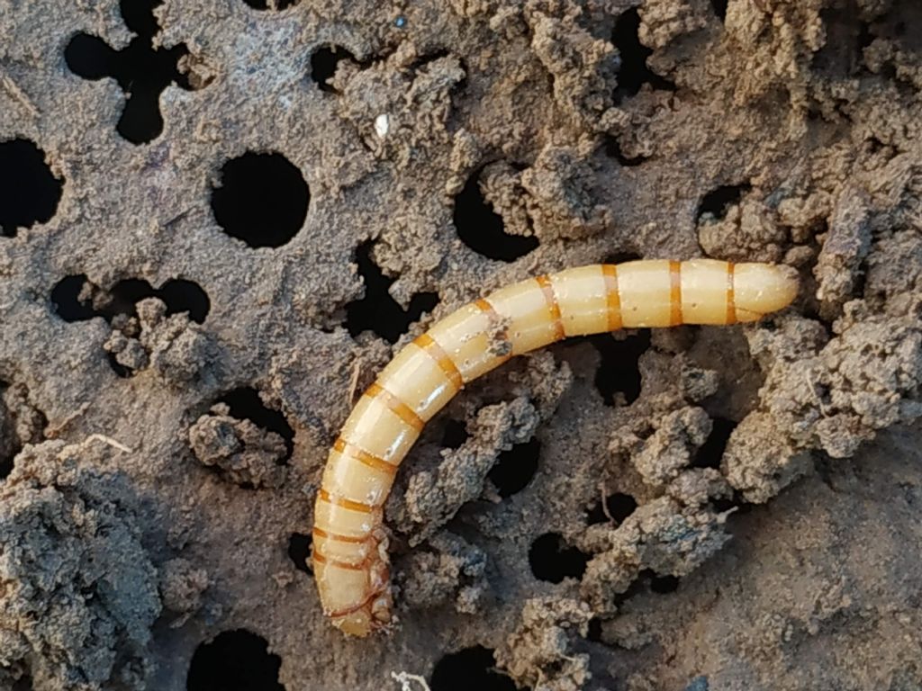 Larva di tenebrionidae