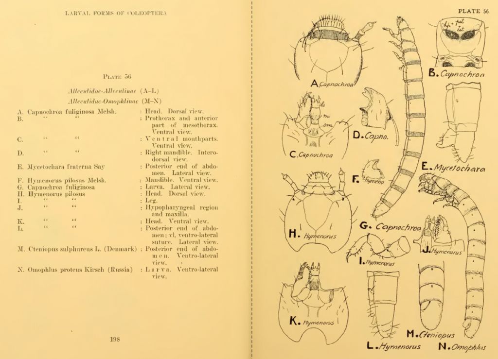 Larva di tenebrionidae