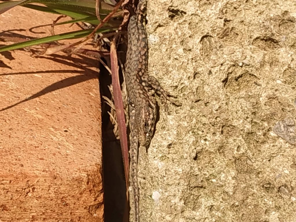 Podarcis?  S, Podarcis muralis maculiventris