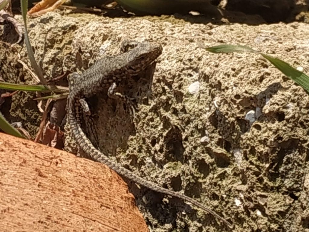 Podarcis?  S, Podarcis muralis maculiventris