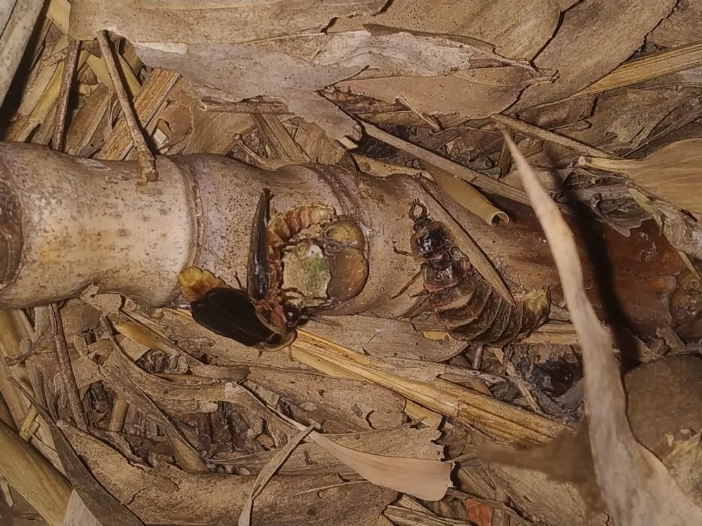 Lampyridae: Lampyris cfr. raymondi femmina e maschi