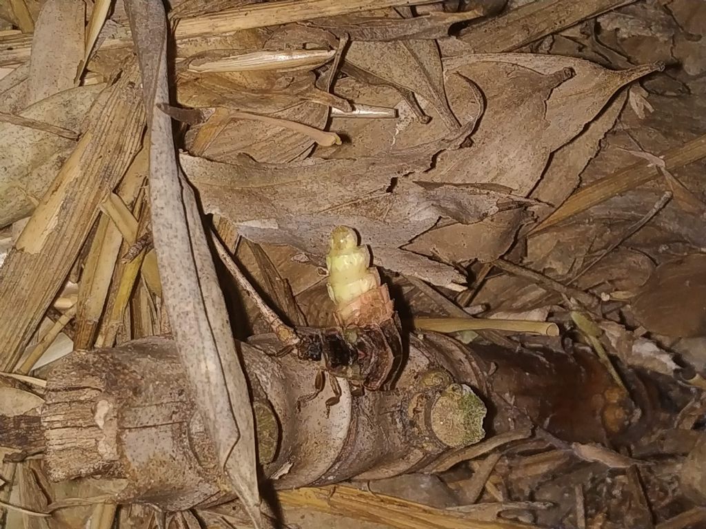 Lampyridae: Lampyris cfr. raymondi femmina e maschi