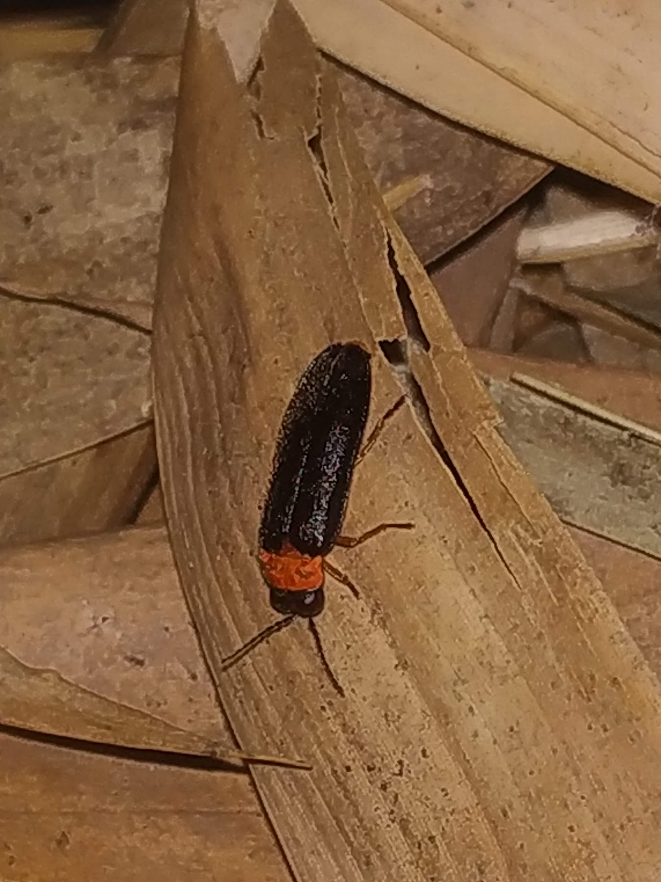 Lampyridae: Luciola lusitanica?  S