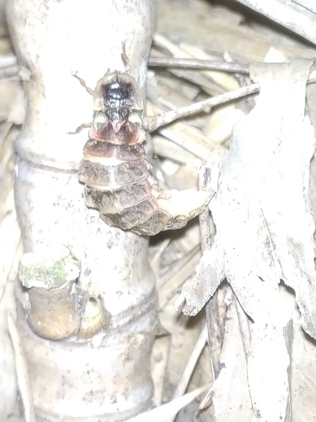 Lampyridae: Lampyris cfr. raymondi femmina e maschi