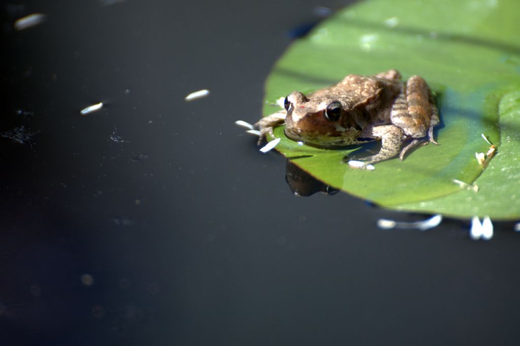 Cura e allevamento di ovature e larve di anfibi