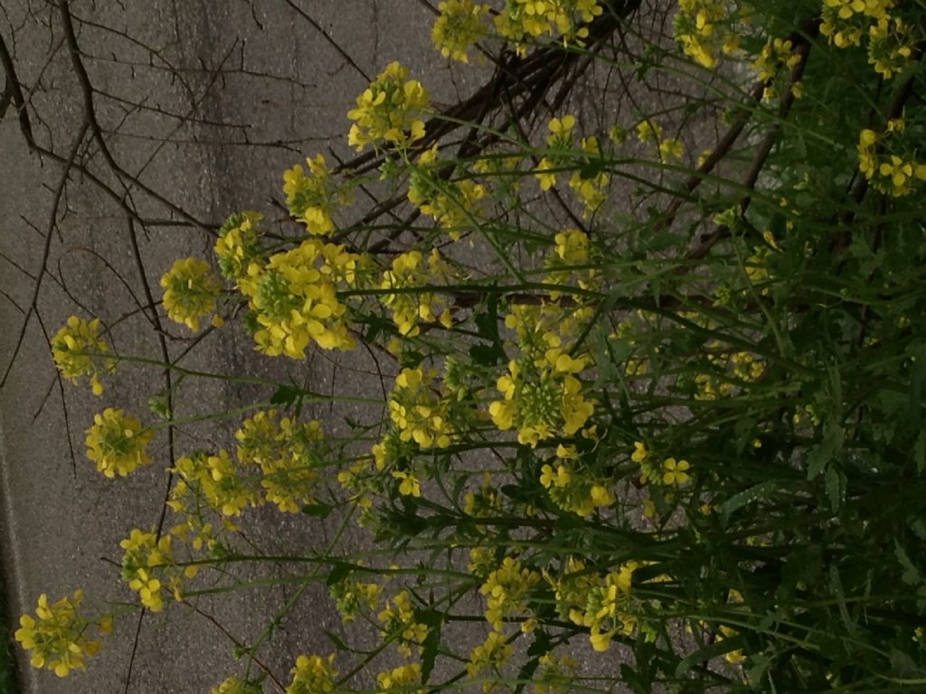 Da determinare - Sinapis cfr. alba