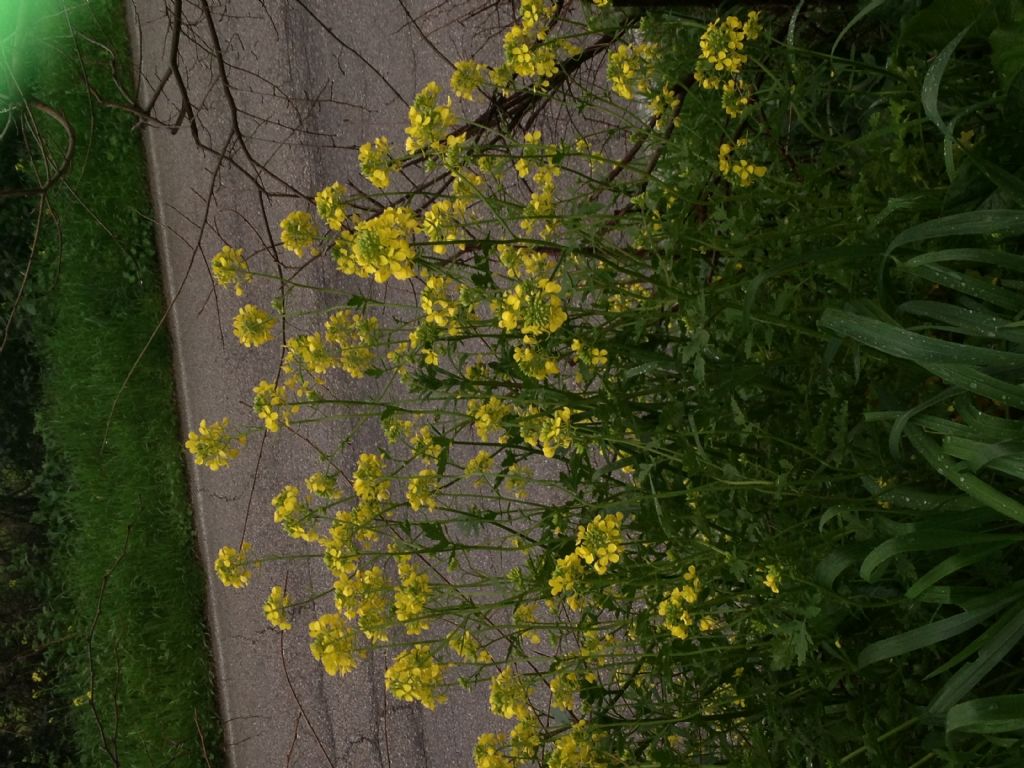 Da determinare - Sinapis cfr. alba