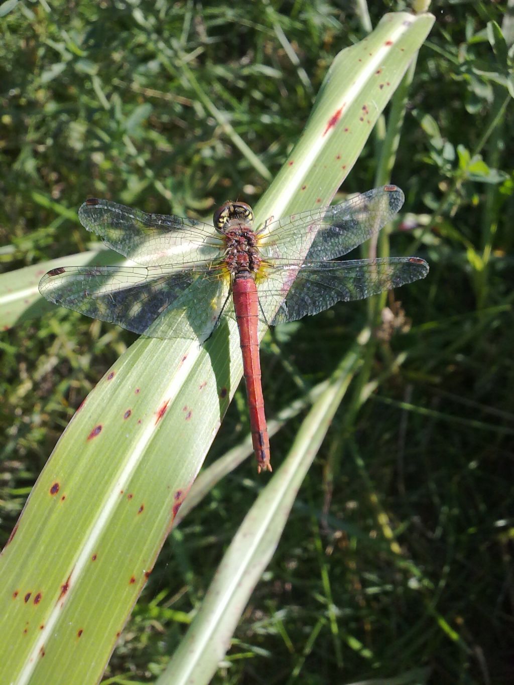 Sympetrum fonscolombii f. androcroma