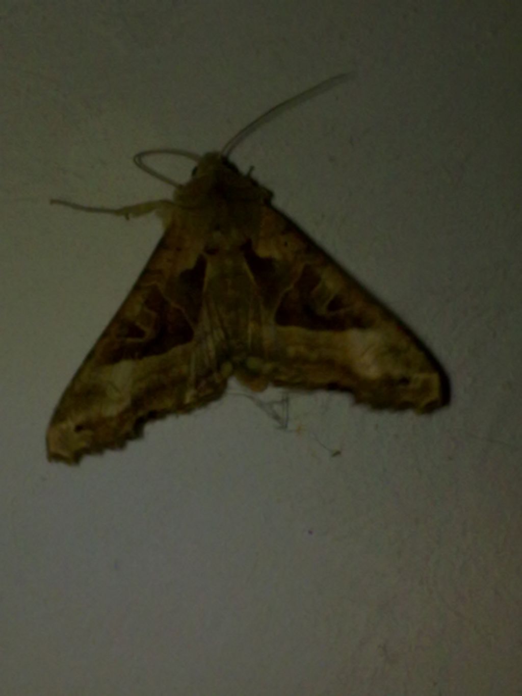 altra falena casalinga