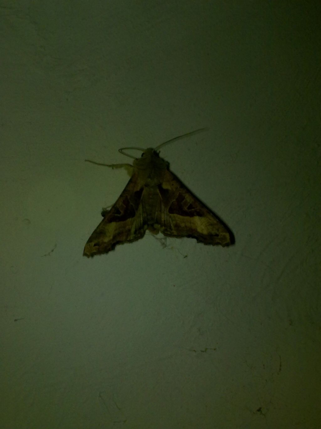 altra falena casalinga