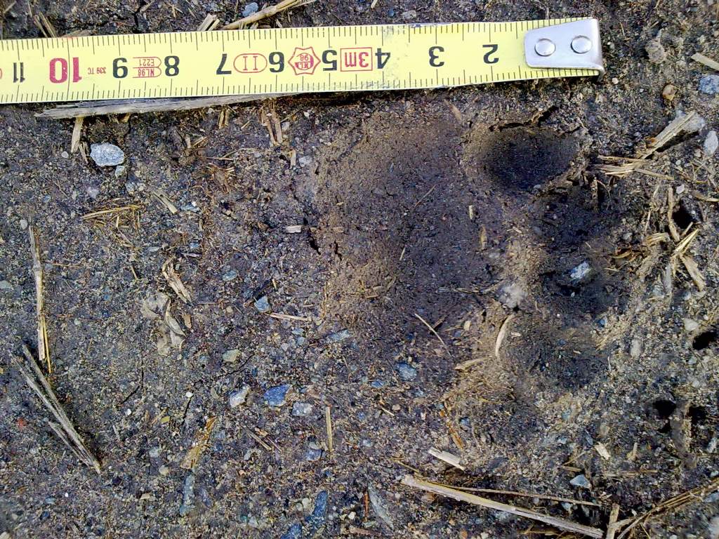 Tracce mammifero (gatto o mustelide?)
