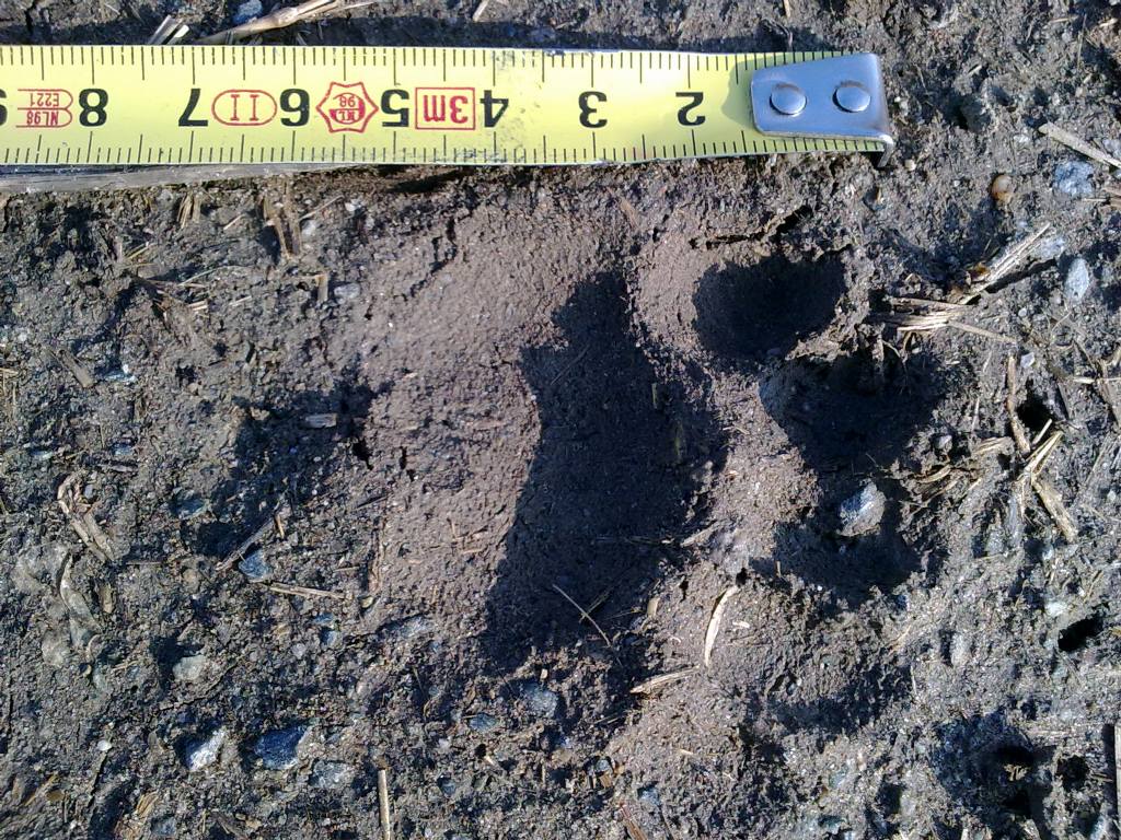 Tracce mammifero (gatto o mustelide?)