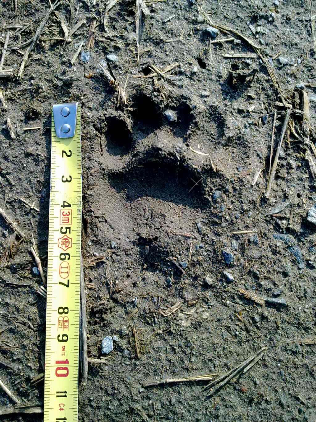 Tracce mammifero (gatto o mustelide?)