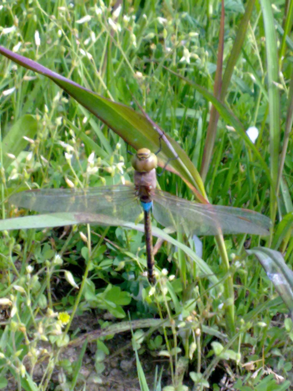 Conferma ID: Anax parthenope