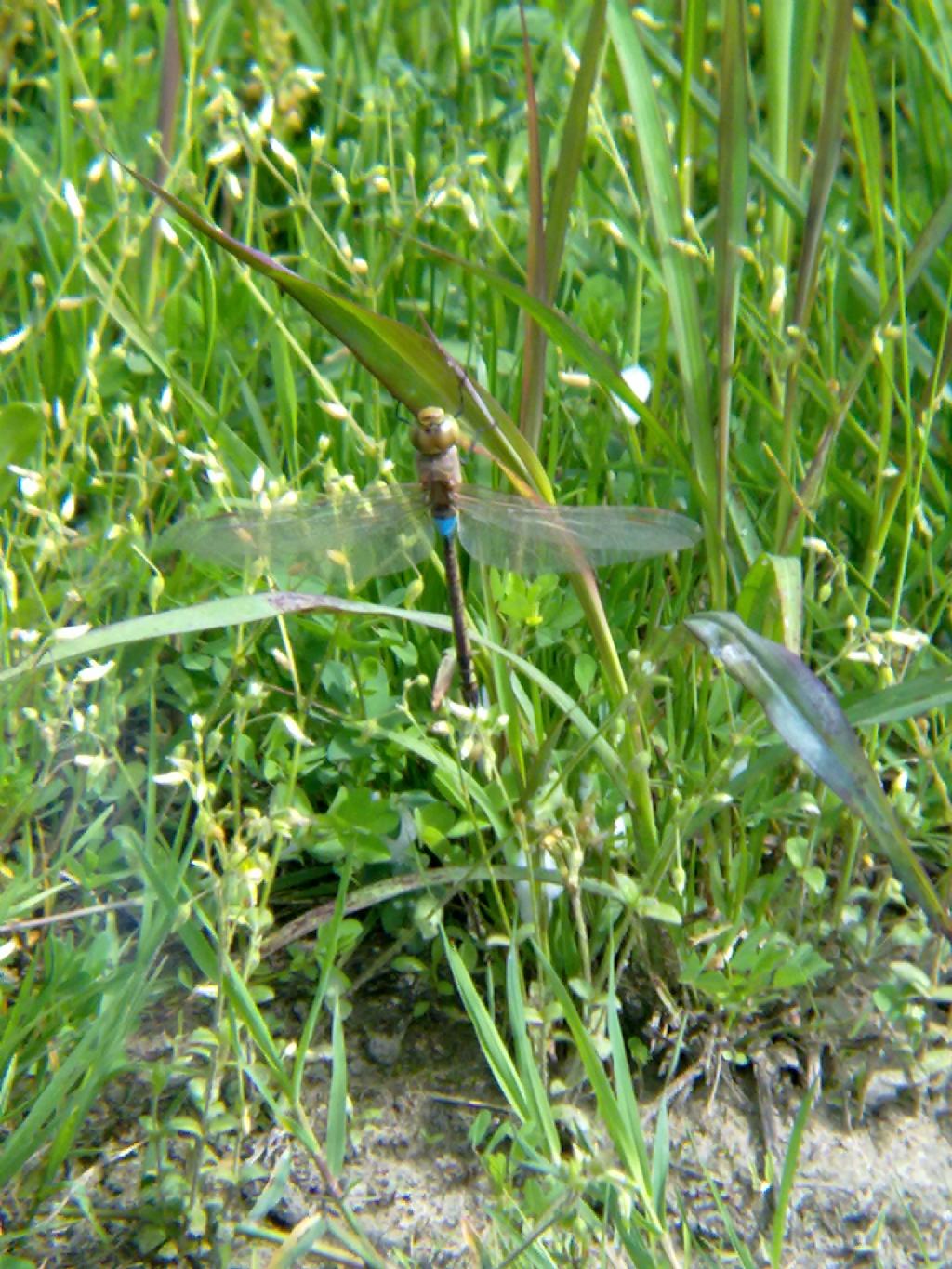 Conferma ID: Anax parthenope