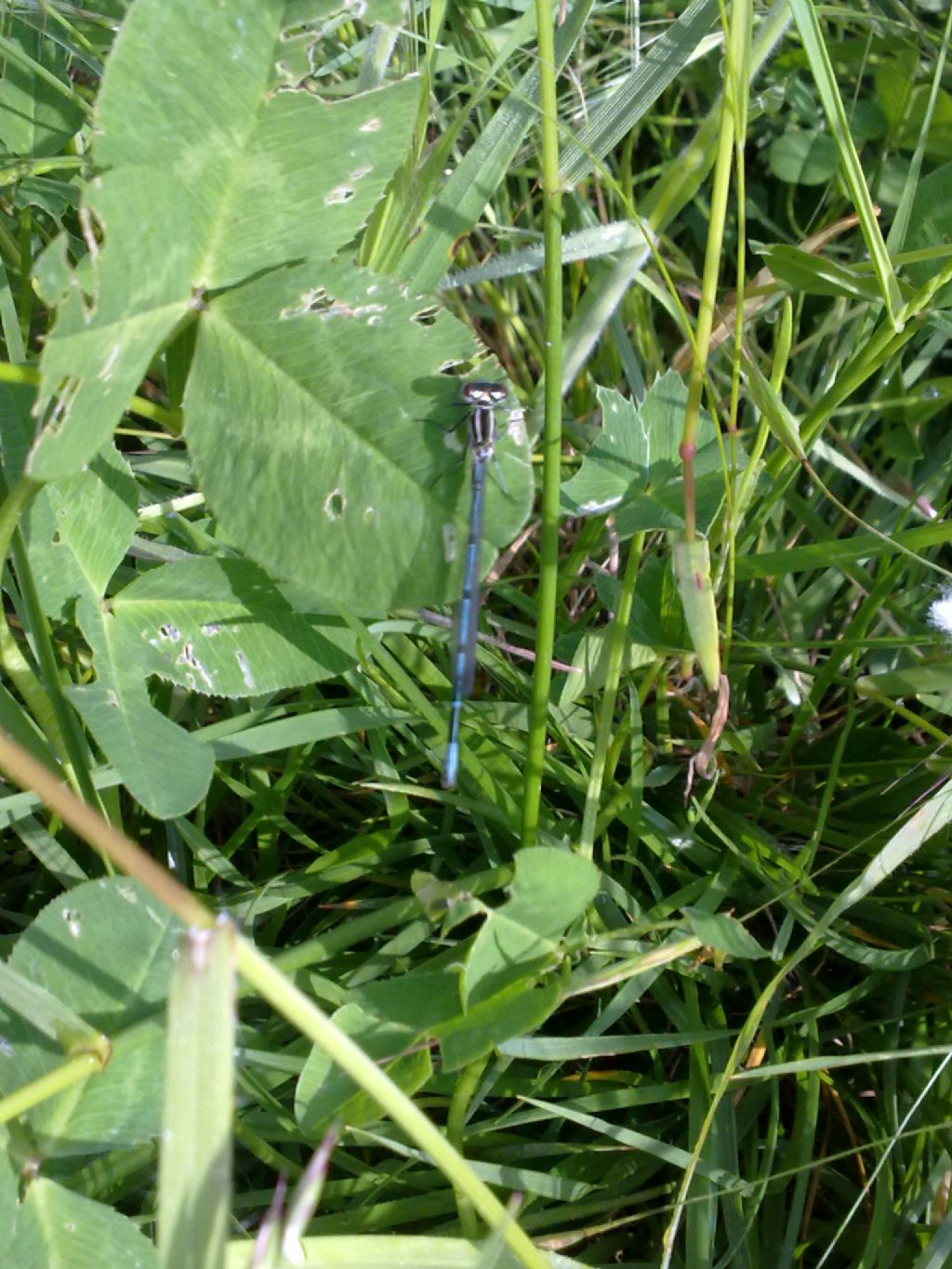 Richiesta Id Coenagrionidae torinese: Coenagrion puella