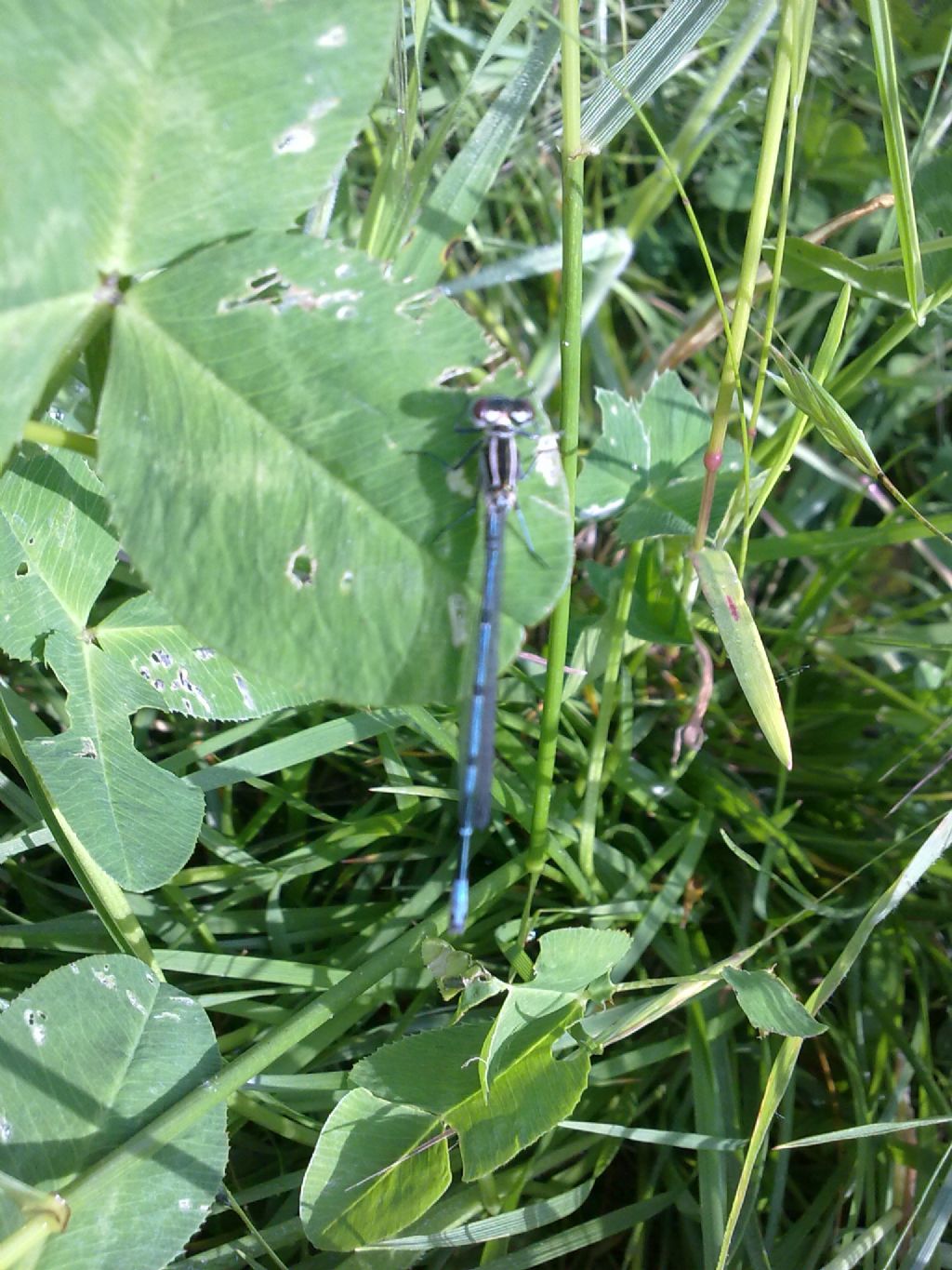 Richiesta Id Coenagrionidae torinese: Coenagrion puella