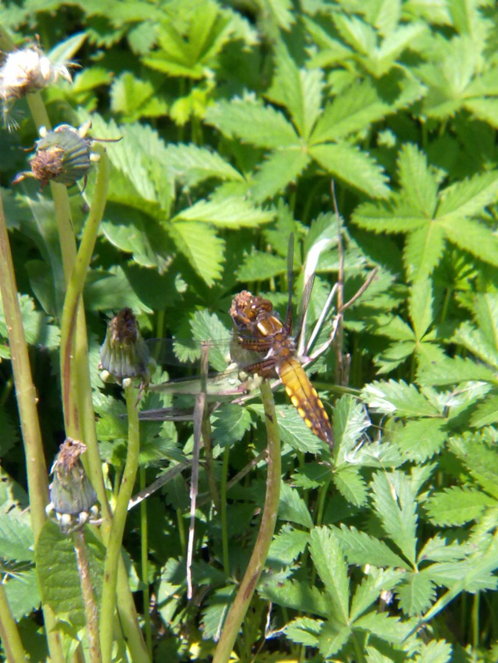Libellula depressa a Savigliano (CN)