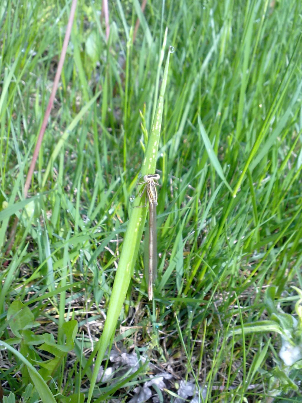Conferma id: Platycnemis pennipes?