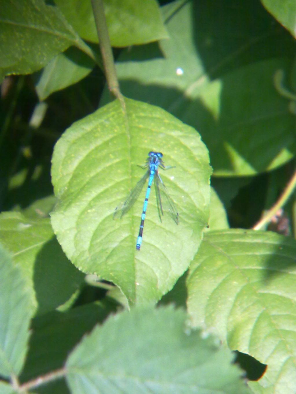 Conferma ID: Coenagrion puella