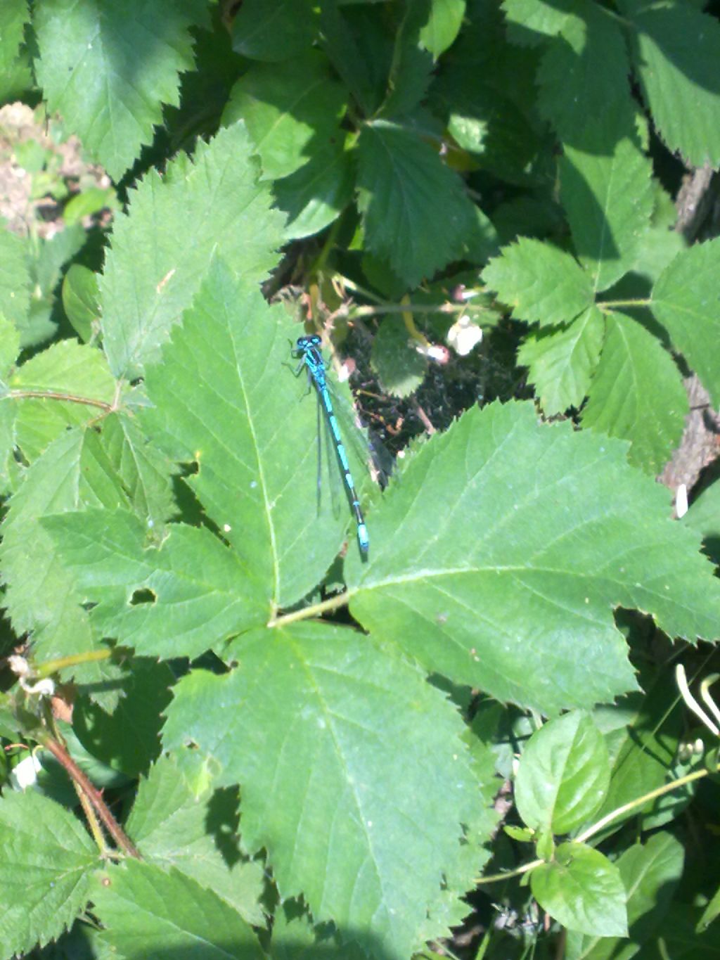 Conferma ID: Coenagrion puella