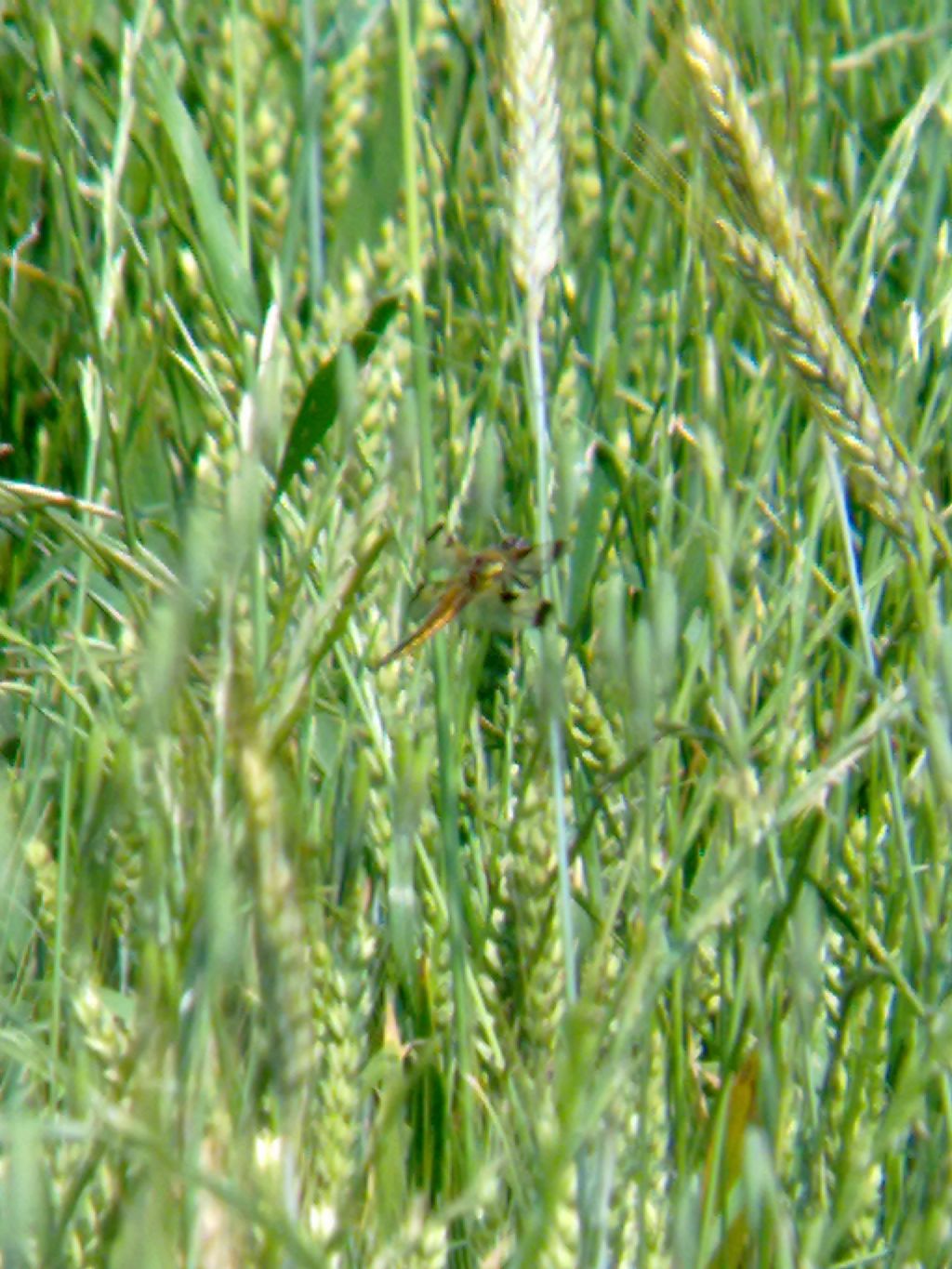 Libellula quadrimaculata