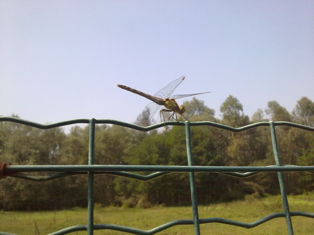 Sympetrum meridionale??
