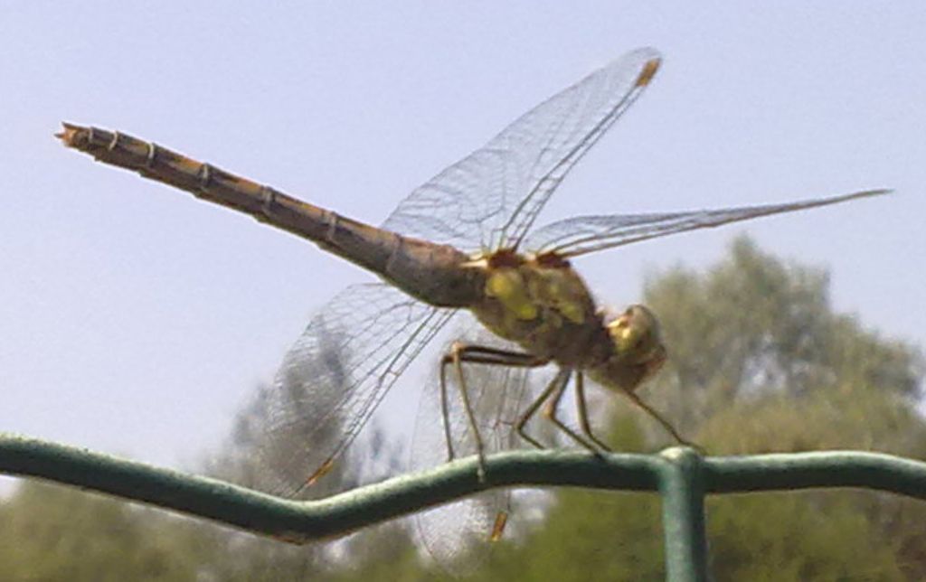 Sympetrum meridionale??