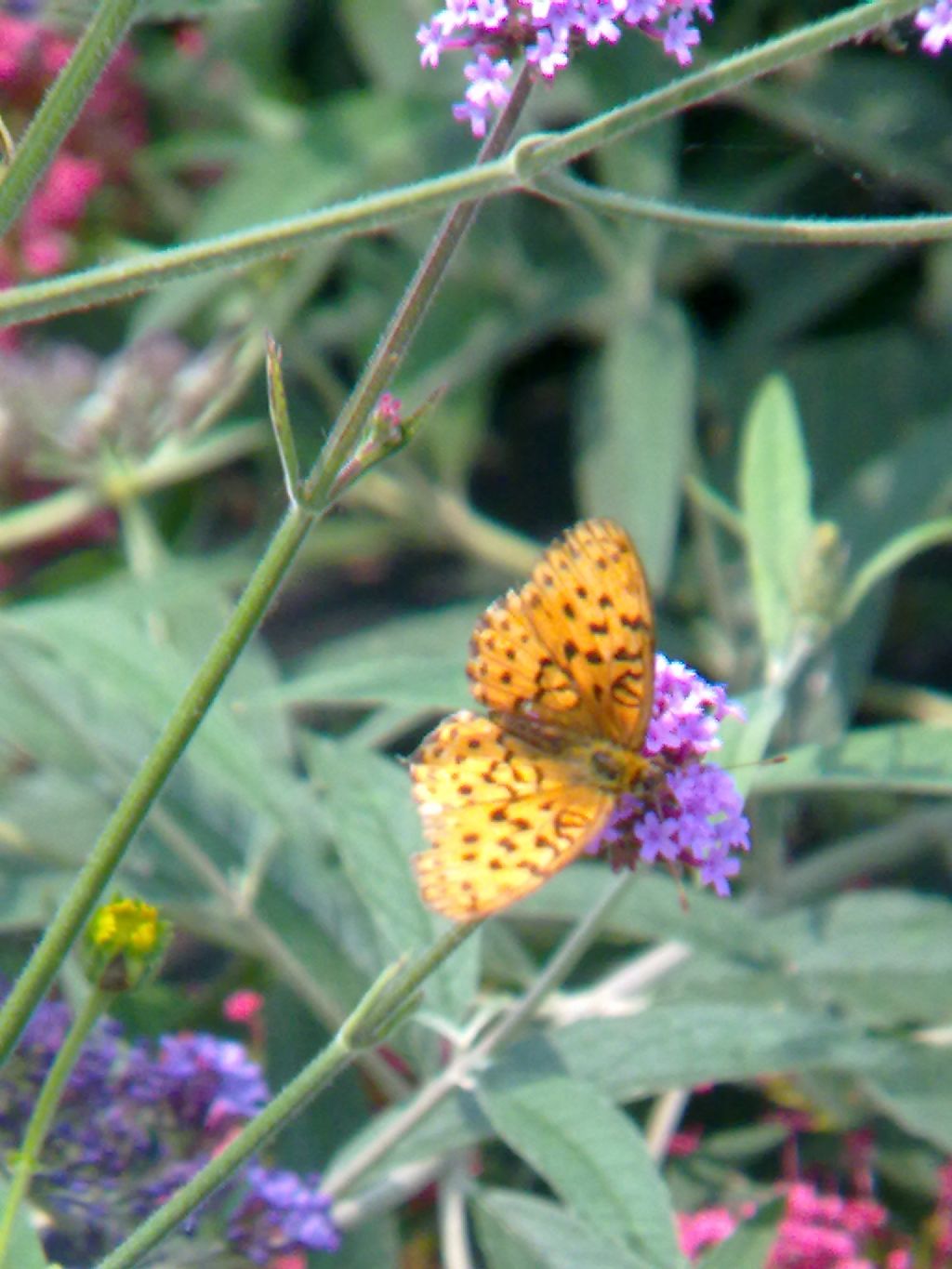 richiesta ID: Argynnis aglaja?