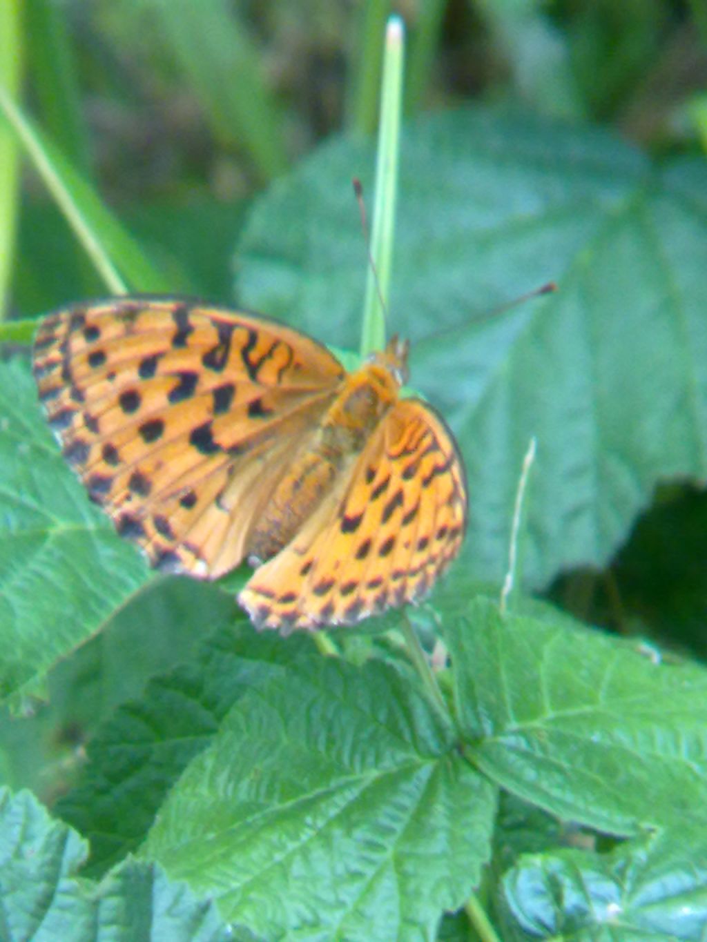 richiesta ID: Argynnis aglaja?