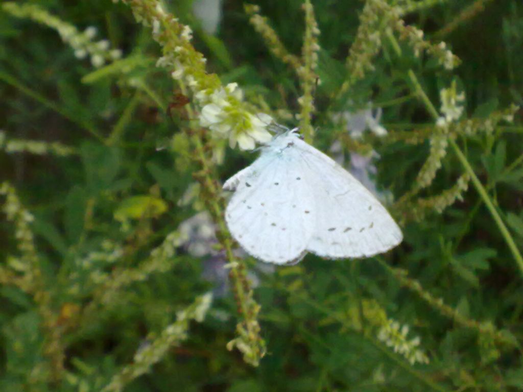 richiesta ID: Celastrina argiolus?