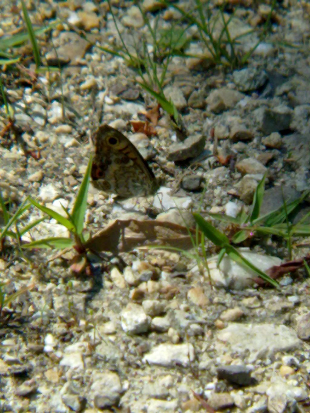 Farfalle da ID (Carmagnola, TO)
