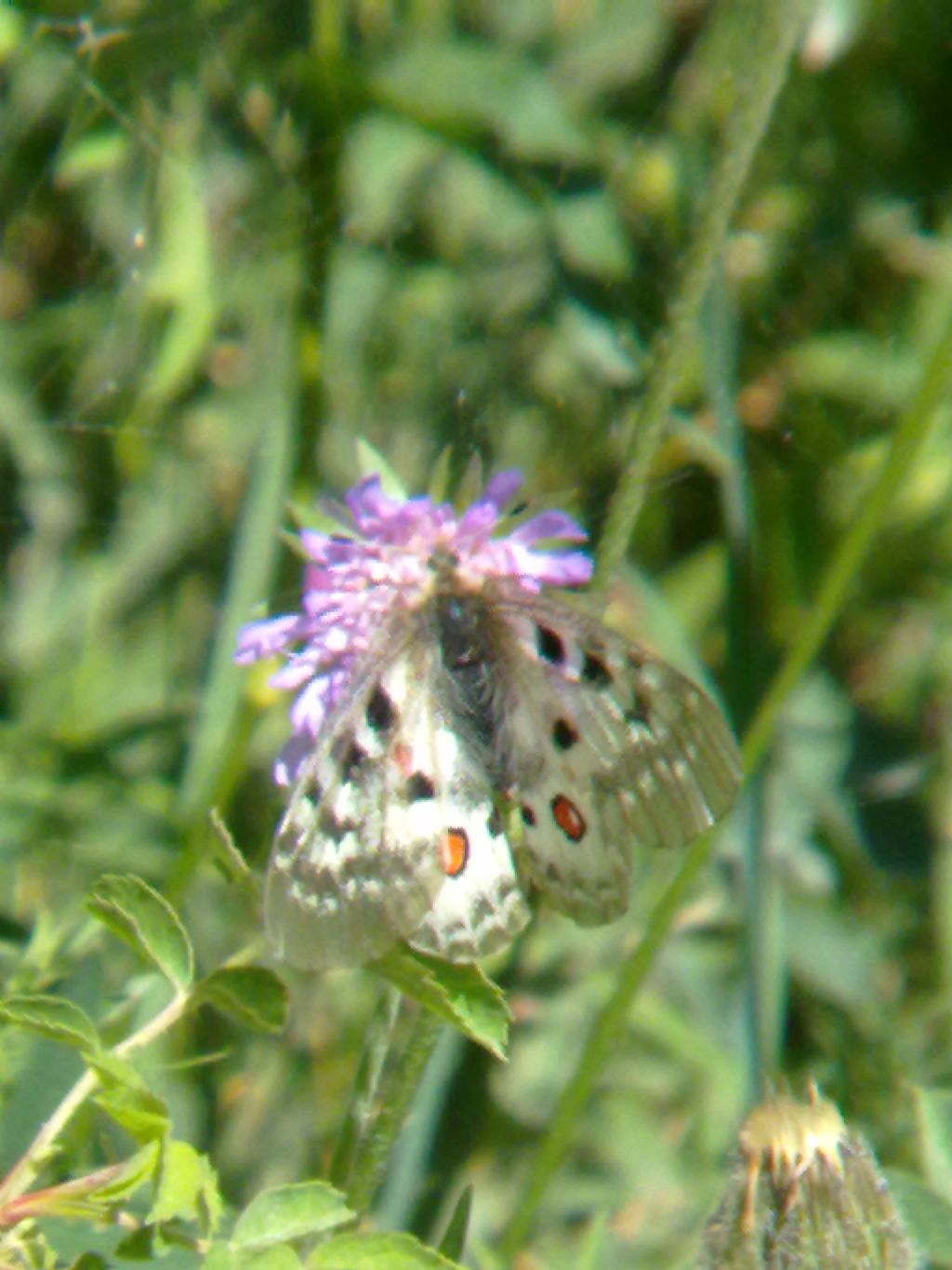 Farfalle da identificare - Parco Orsiera Rocciavr� (TO)
