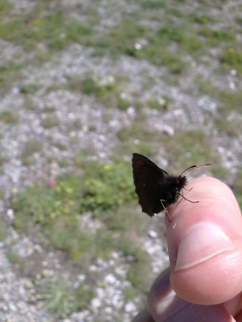 Farfalle da identificare - Parco Orsiera Rocciavr� (TO)