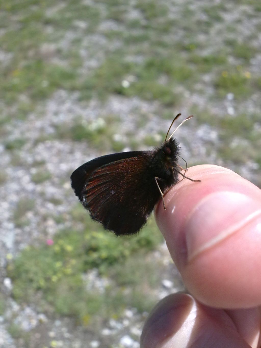 Farfalle da identificare - Parco Orsiera Rocciavr� (TO)