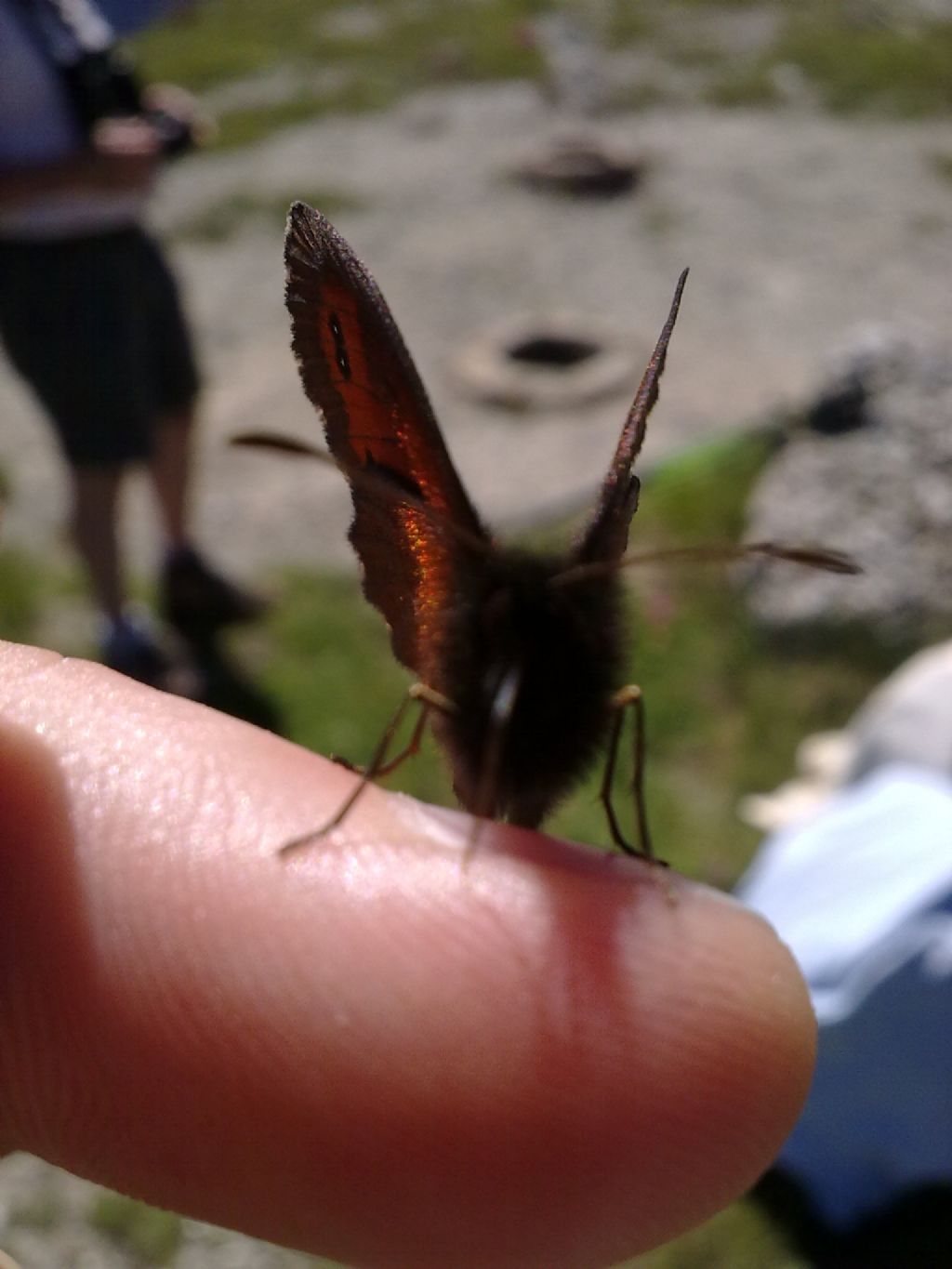 Farfalle da identificare - Parco Orsiera Rocciavr� (TO)