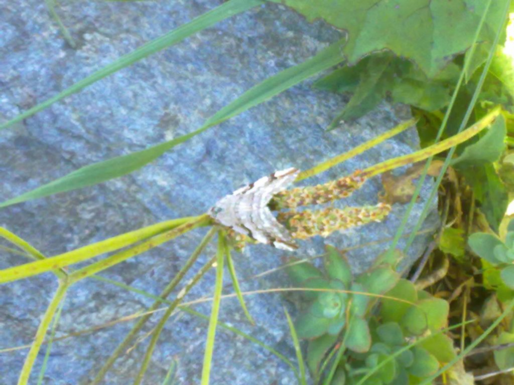 Farfalle da identificare - Parco Orsiera Rocciavr� (TO)