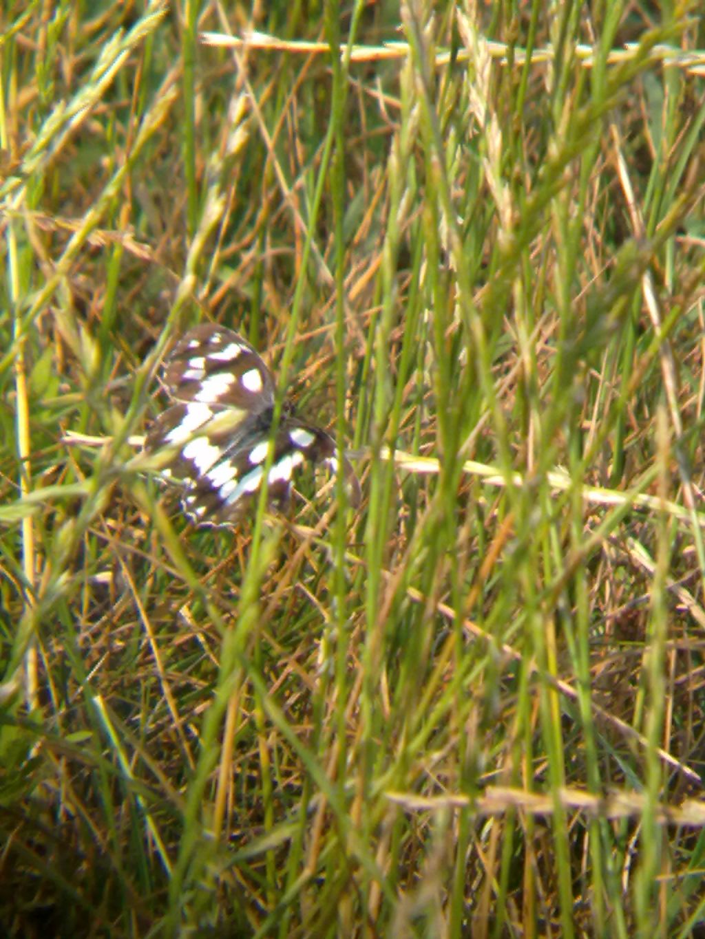 Farfalle a Villarbasse (TO) (Con in mezzo una sconosciuta...