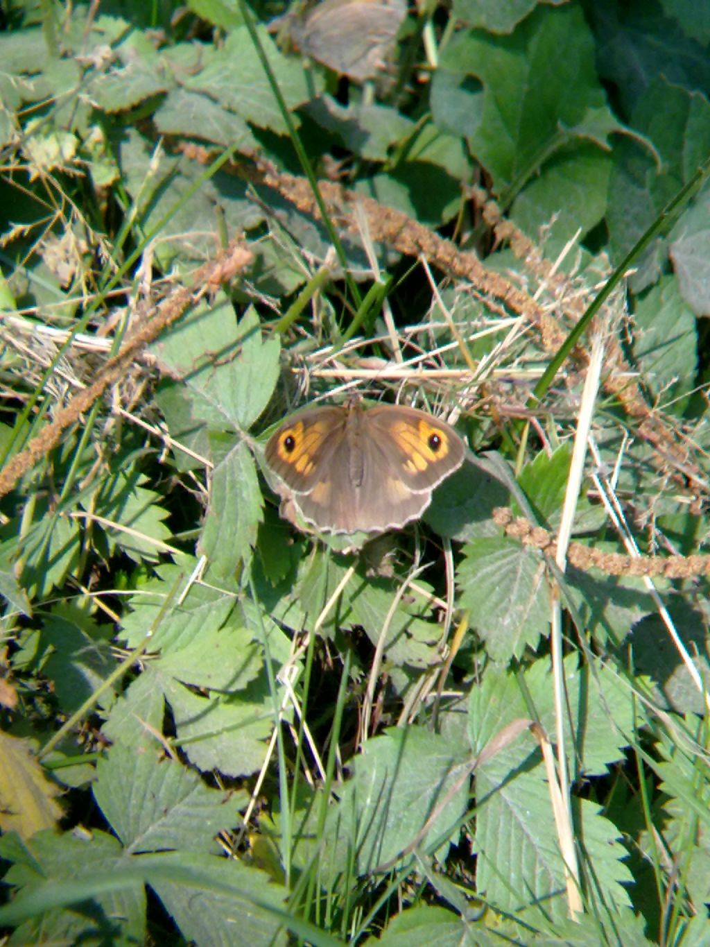 Farfalle a Villarbasse (TO) (Con in mezzo una sconosciuta...