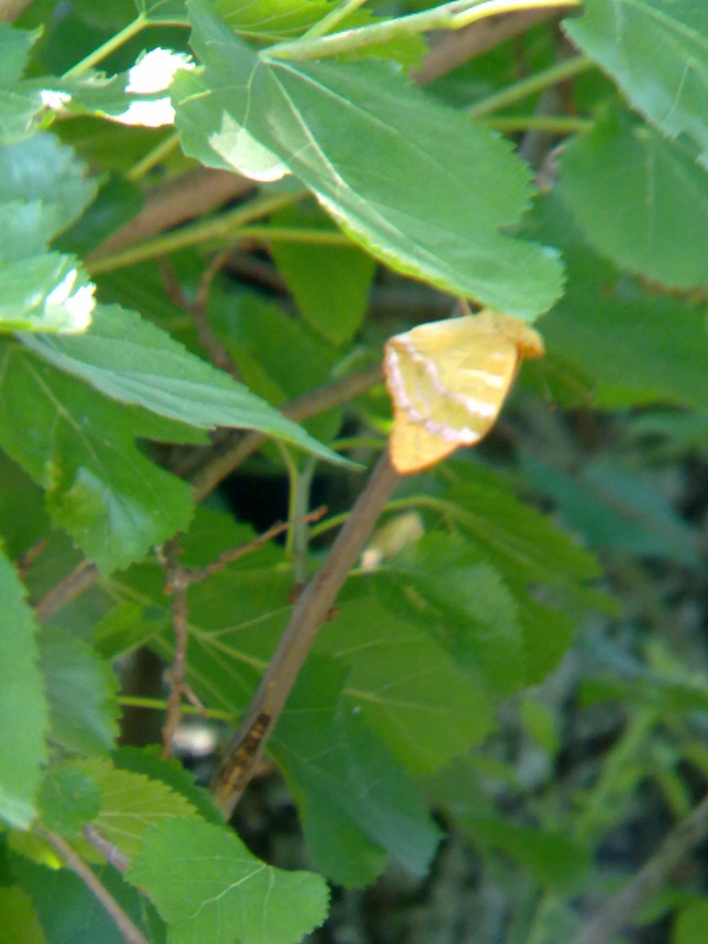 Farfalle a Villarbasse (TO) (Con in mezzo una sconosciuta...