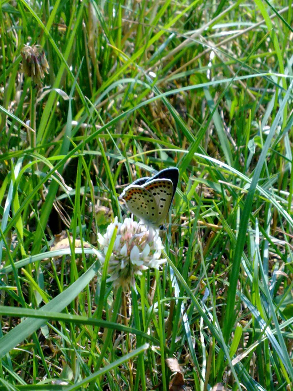 Farfalle a Villarbasse (TO) (Con in mezzo una sconosciuta...