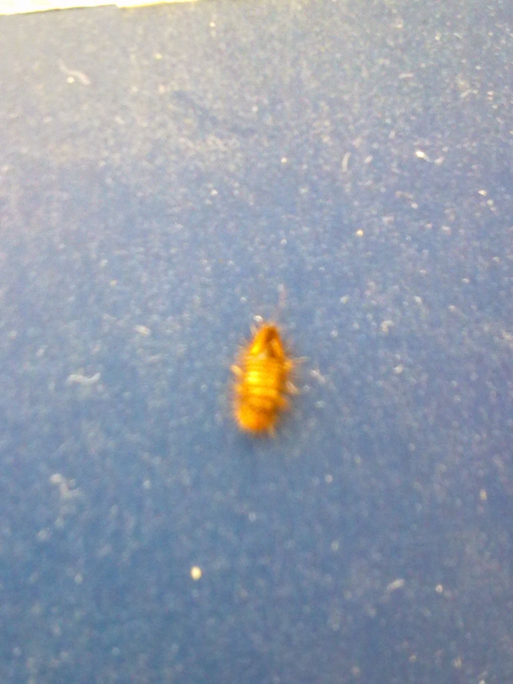 Larva di Dermestidae