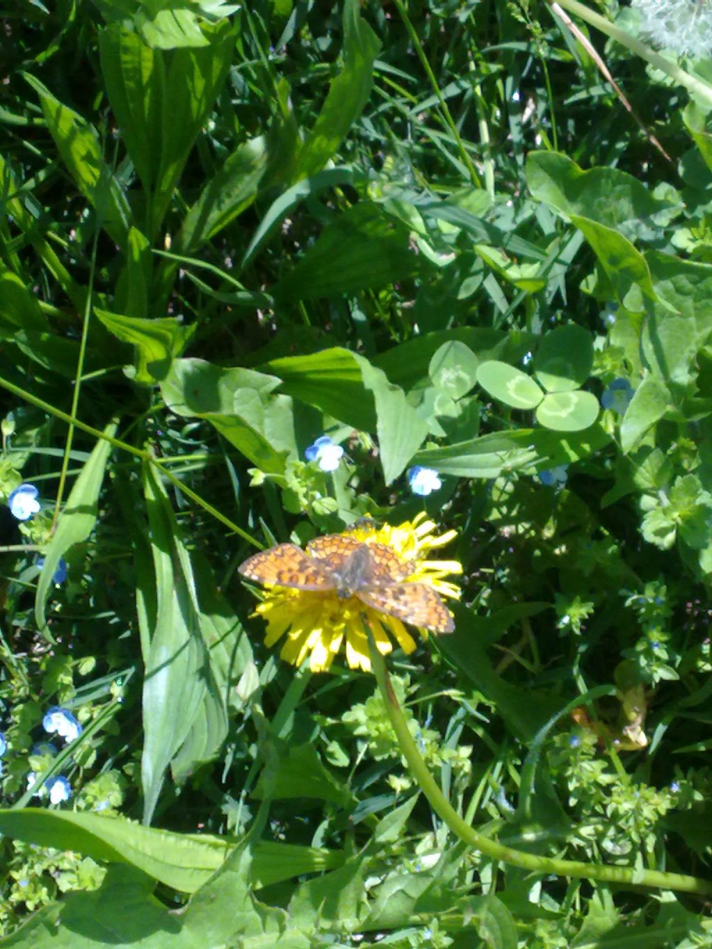 Farfalle di oggi da ID a Carmagnola (TO)